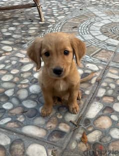 Golden retriever puppy