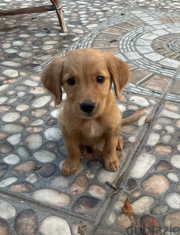 Golden retriever puppy 0