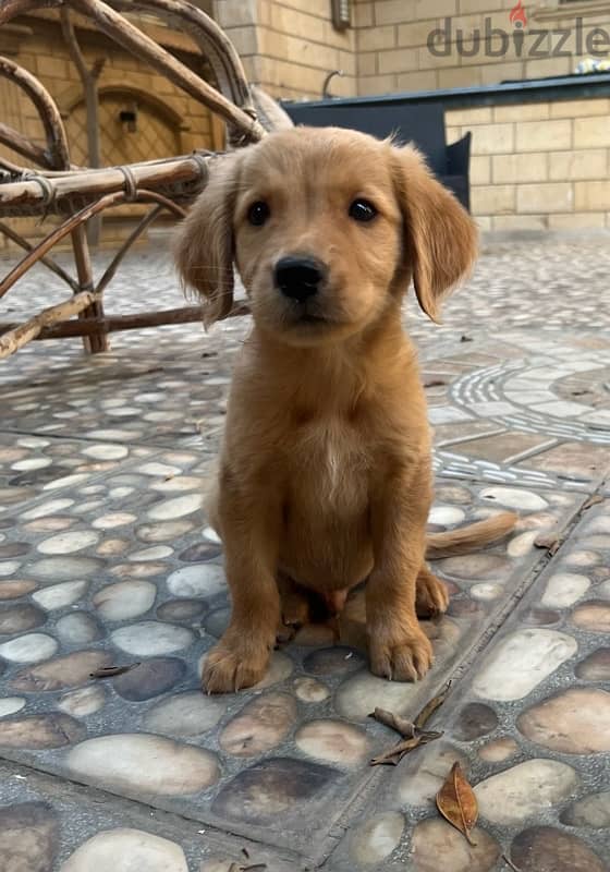 Golden retriever puppy 1