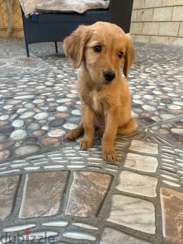 Golden retriever puppy 2