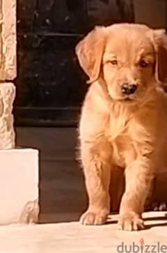 Dark golden retriever puppy