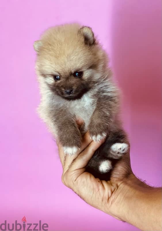 Pomeranian بومارنين 2