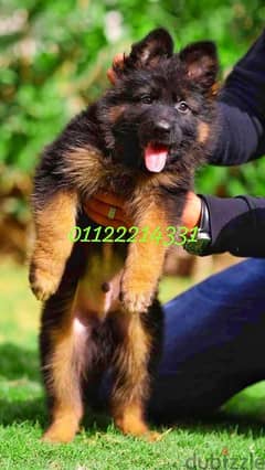 puppies German shepherd male and female جراوى جيرمن شيبرد دكر انثى ولد 0