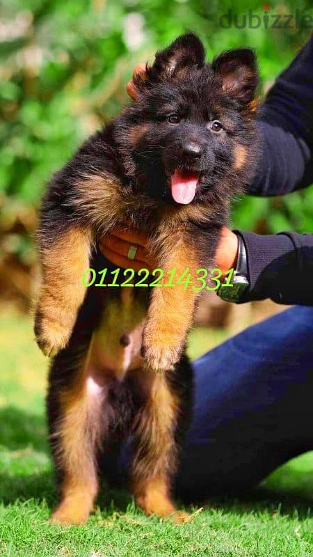 puppies German shepherd male and female جراوى جيرمن شيبرد دكر انثى ولد 1