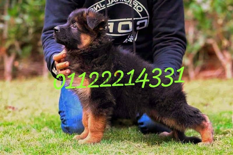 puppies German shepherd male and female جراوى جيرمن شيبرد دكر انثى ولد 2