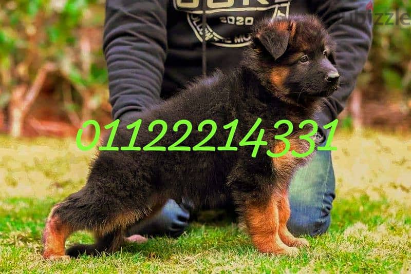 puppies German shepherd male and female جراوى جيرمن شيبرد دكر انثى ولد 3