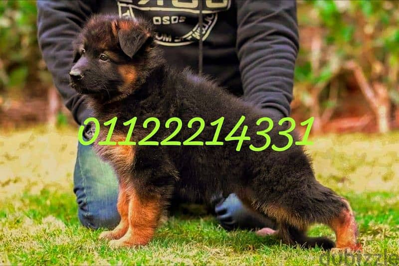 puppies German shepherd male and female جراوى جيرمن شيبرد دكر انثى ولد 4