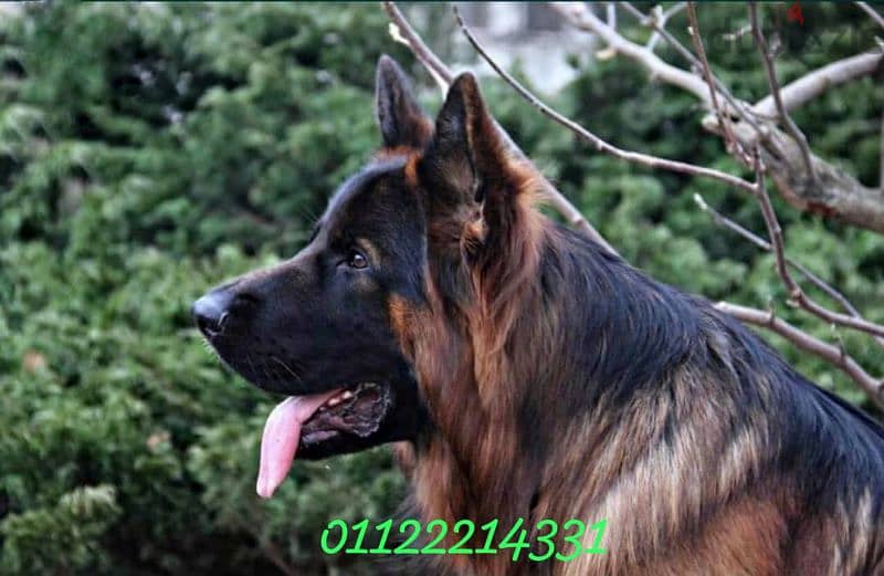 puppies German shepherd male and female جراوى جيرمن شيبرد دكر انثى ولد 6