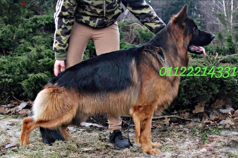 puppies German shepherd male and female جراوى جيرمن شيبرد دكر انثى ولد 7