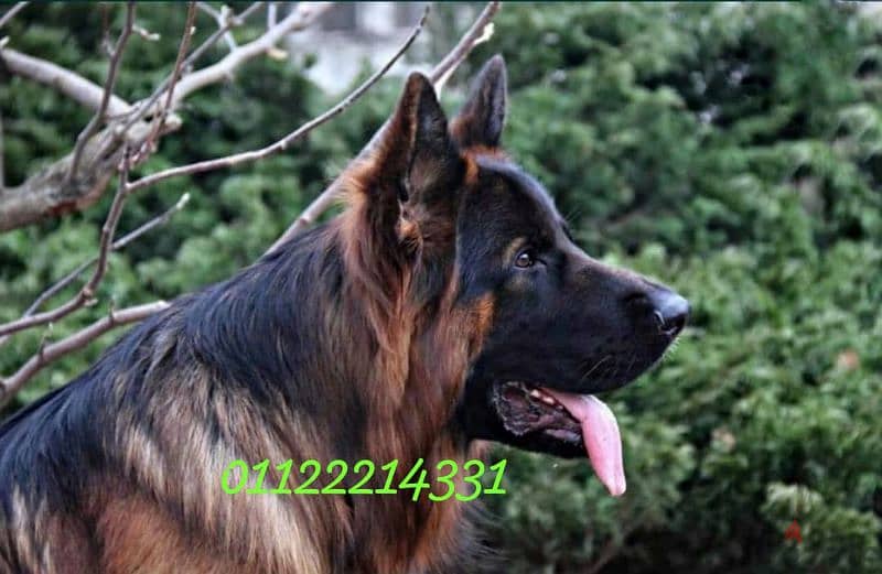 puppies German shepherd male and female جراوى جيرمن شيبرد دكر انثى ولد 8