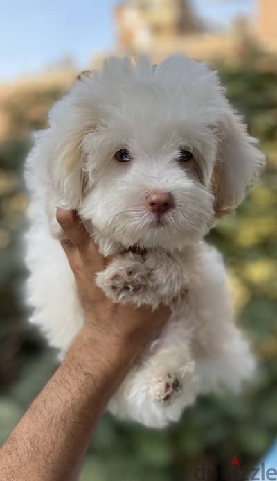 Havanese