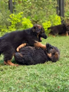 puppies German shepherd male and female جراوى جيرمن شيبرد دكر انثى ولد