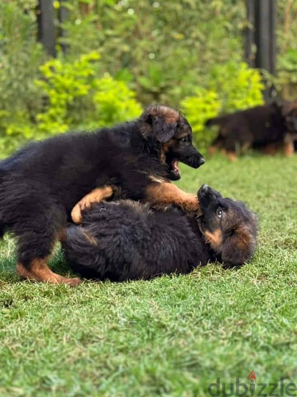 puppies German shepherd male and female جراوى جيرمن شيبرد دكر انثى ولد 0