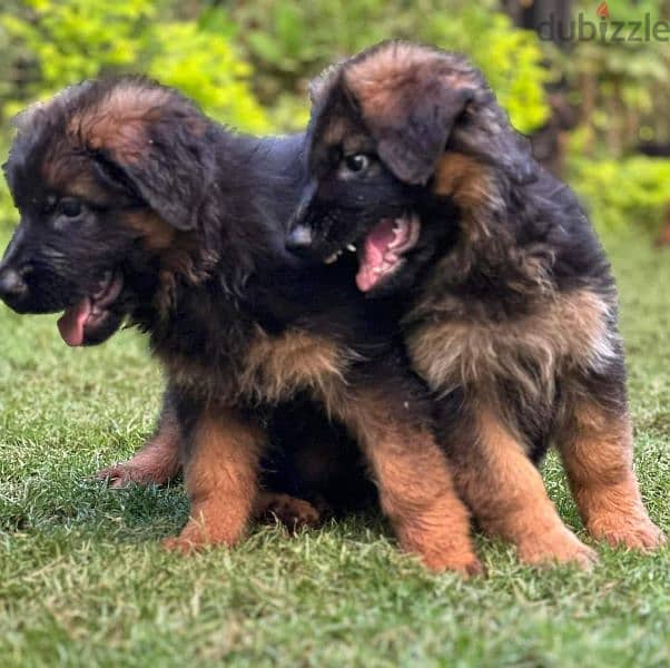 puppies German shepherd male and female جراوى جيرمن شيبرد دكر انثى ولد 1