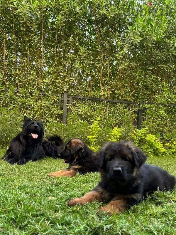 puppies German shepherd male and female جراوى جيرمن شيبرد دكر انثى ولد 4