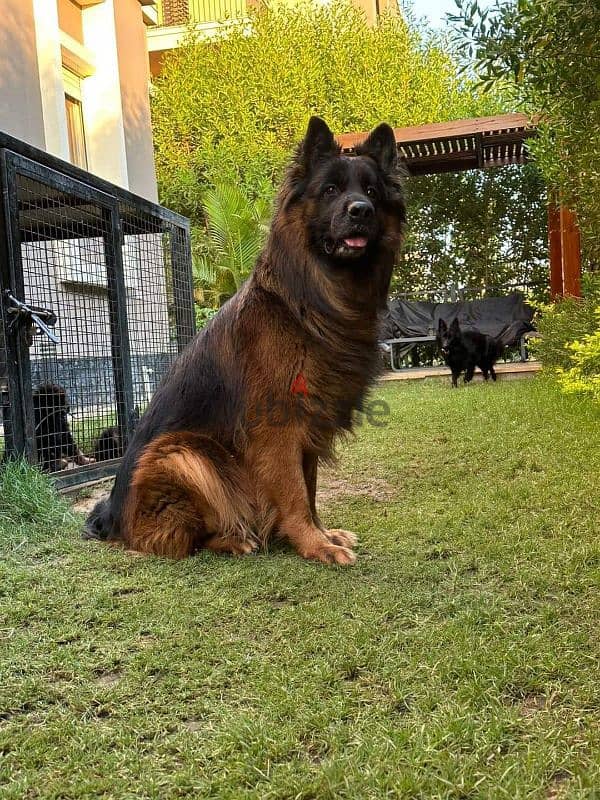 puppies German shepherd male and female جراوى جيرمن شيبرد دكر انثى ولد 5