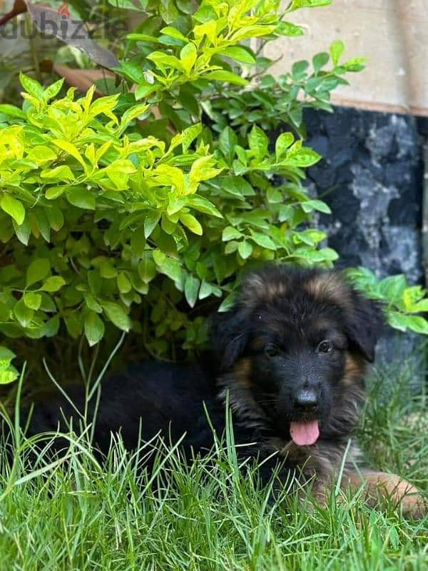 puppies German shepherd male and female جراوى جيرمن شيبرد دكر انثى ولد 6