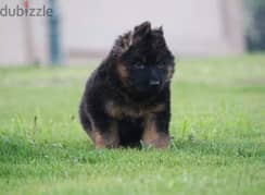 puppies German shepherd male and female جراوى جيرمن شيبرد دكر انثى ولد