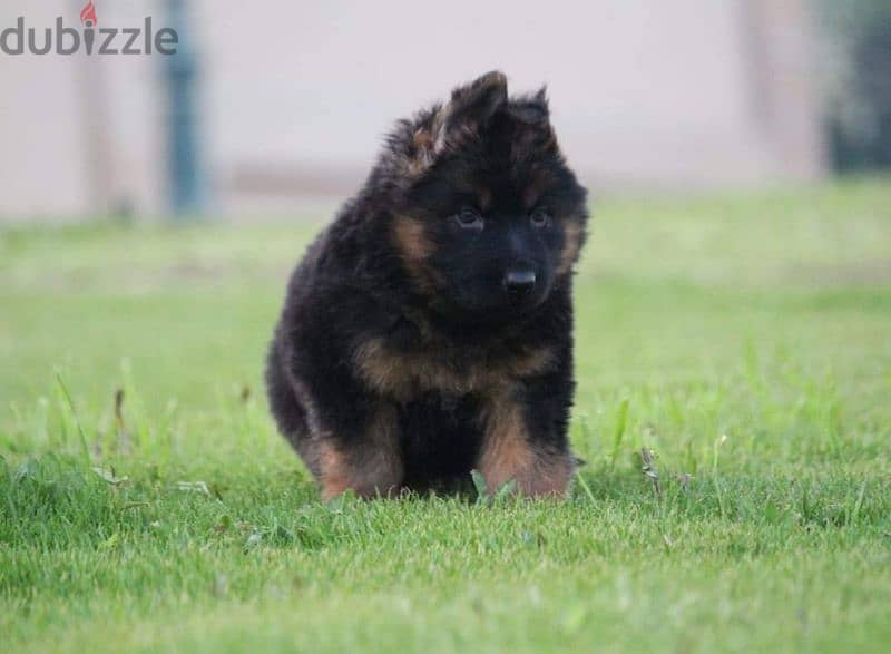 puppies German shepherd male and female جراوى جيرمن شيبرد دكر انثى ولد 0