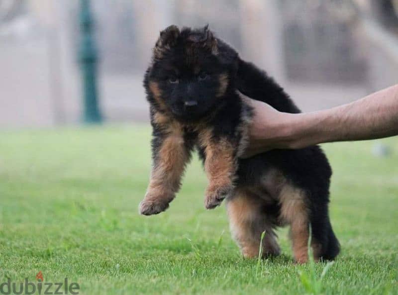 puppies German shepherd male and female جراوى جيرمن شيبرد دكر انثى ولد 2