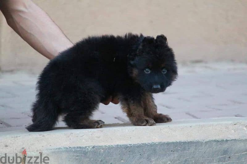 puppies German shepherd male and female جراوى جيرمن شيبرد دكر انثى ولد 3