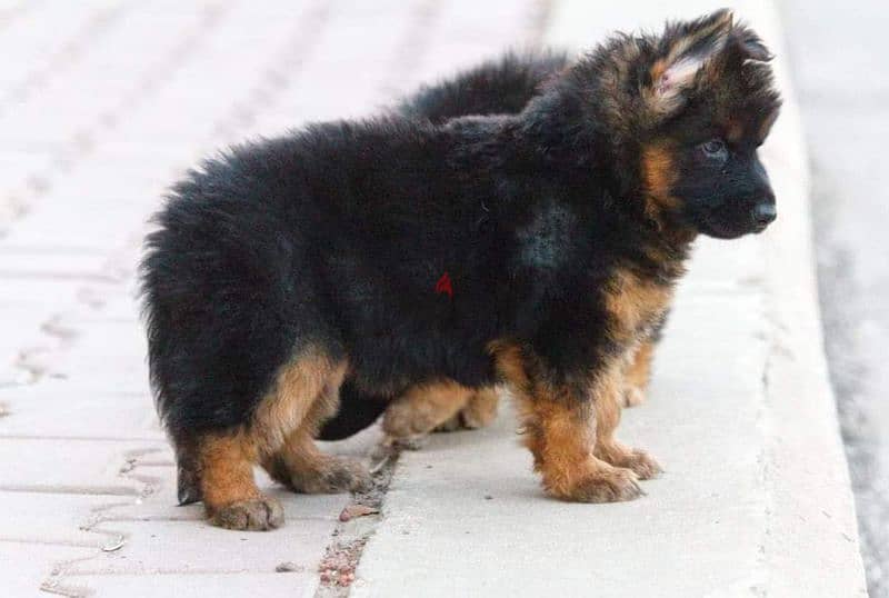 puppies German shepherd male and female جراوى جيرمن شيبرد دكر انثى ولد 4