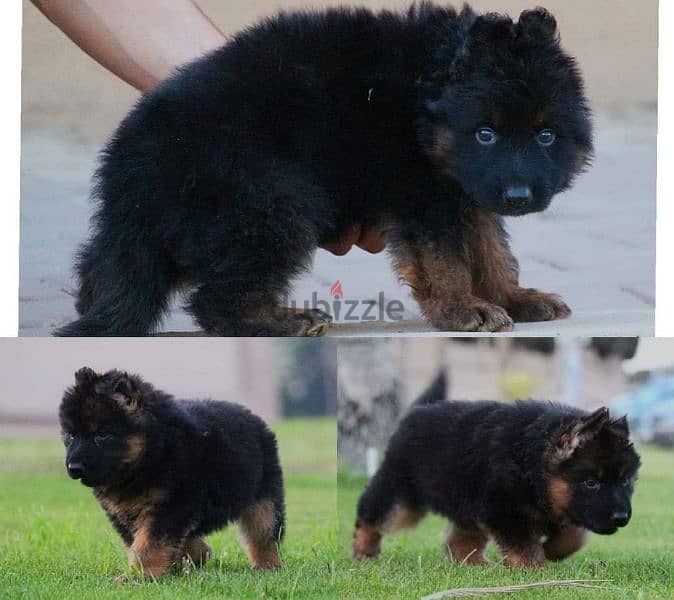 puppies German shepherd male and female جراوى جيرمن شيبرد دكر انثى ولد 5