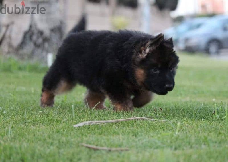 puppies German shepherd male and female جراوى جيرمن شيبرد دكر انثى ولد 6