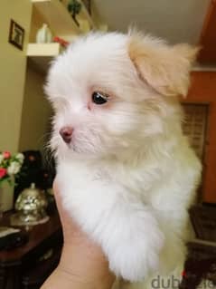 كلاب مينى مالتيز ( Mini Maltese puppies)