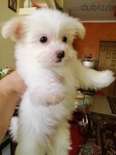 كلب مينى مالتيز ( Mini Maltese puppies) 0