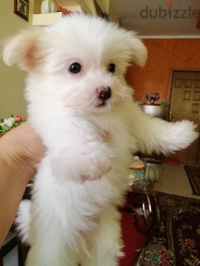 كلب مينى مالتيز ( Mini Maltese puppies)