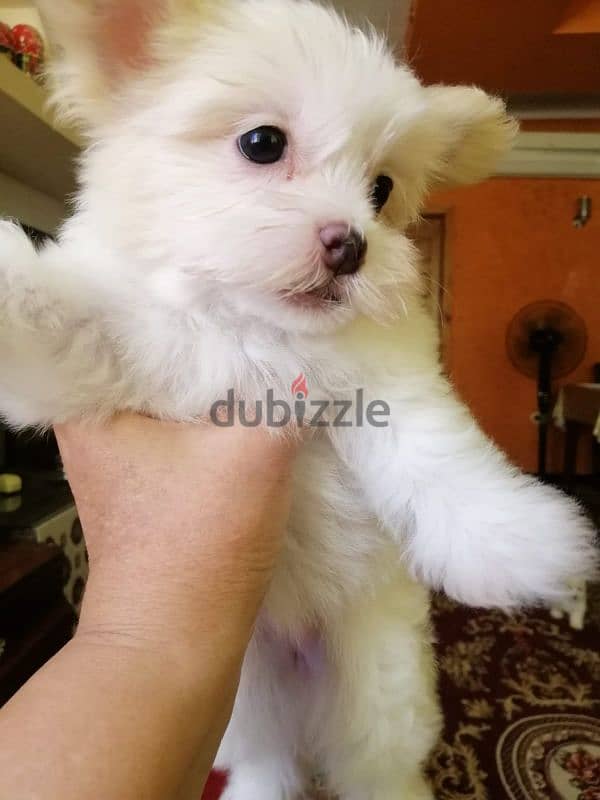 كلب مينى مالتيز ( Mini Maltese puppies) 1