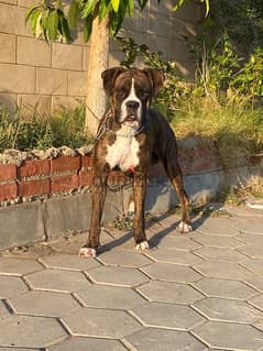 male Boxer 8 months