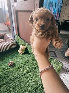 Male Teacup Toy Poodle 0