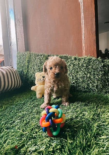 Male Teacup Toy Poodle 1