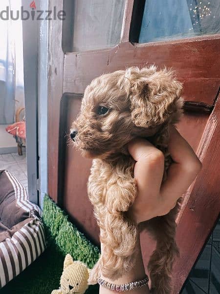 Male Teacup Toy Poodle 2