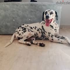 دكر  ديلمشن للبيع او للجواز dalmatian