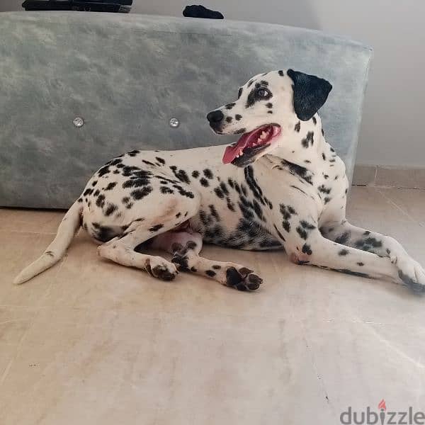 دكر  ديلمشن للبيع او للجواز dalmatian 3