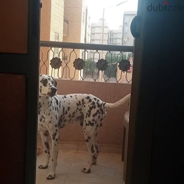 دكر  ديلمشن للبيع او للجواز dalmatian 1