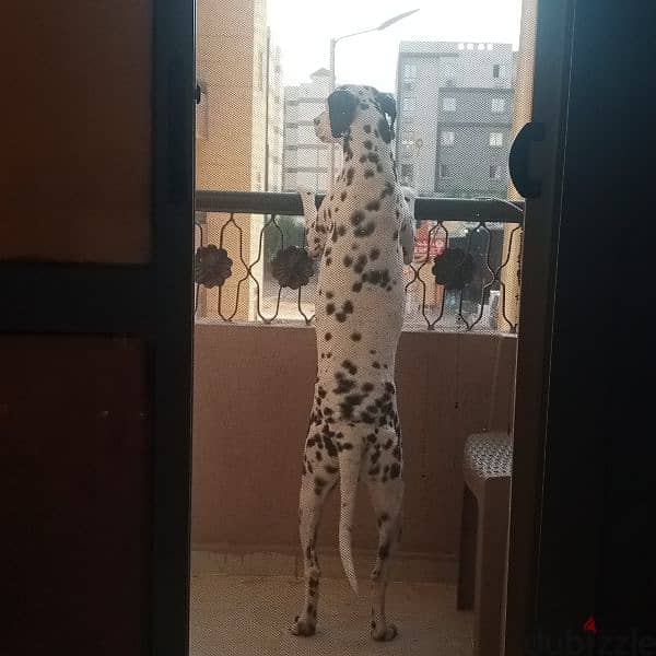 دكر  ديلمشن للبيع او للجواز dalmatian 4