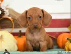 puppy Dachshund