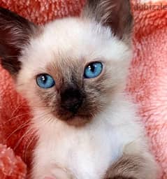 سيامي قطط سيامى siamese kittens 0