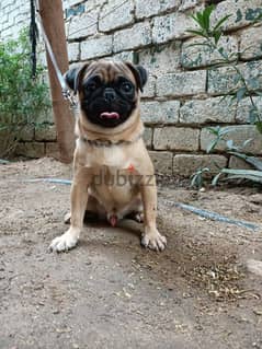 pug male 10 months fully vaccinated بج ولد