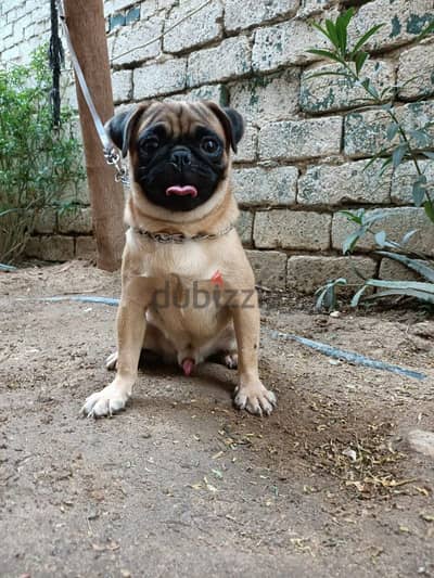 pug male 10 months fully vaccinated بج ولد