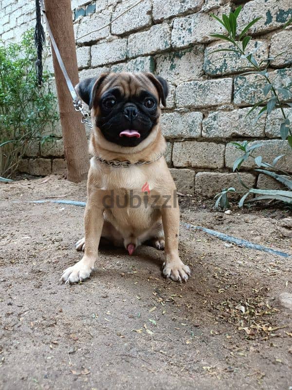 pug male 10 months fully vaccinated بج ولد 1