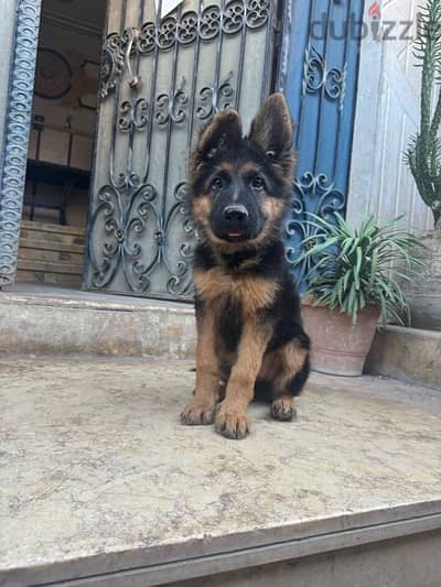 German shepard puppy