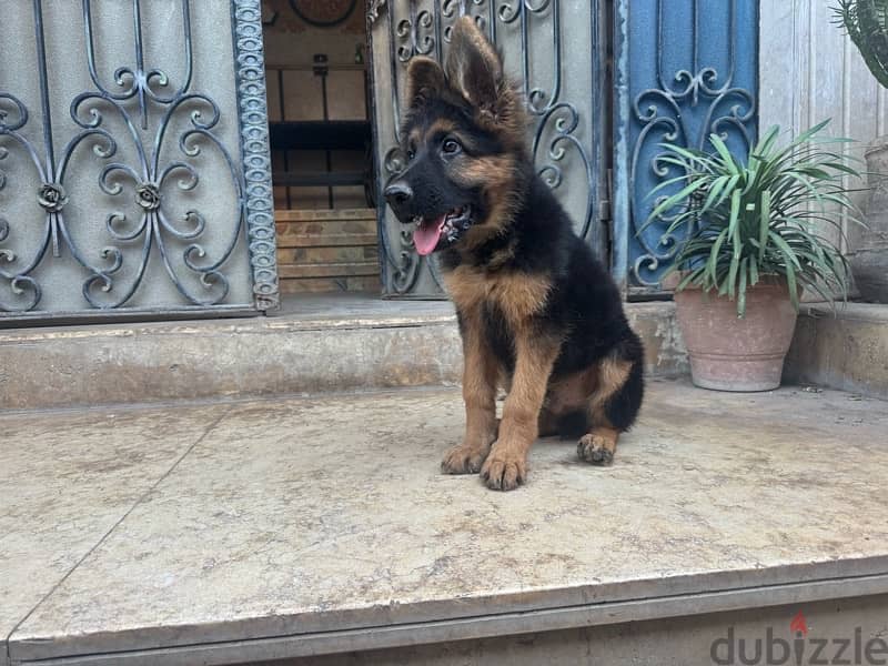 German shepard puppy 1