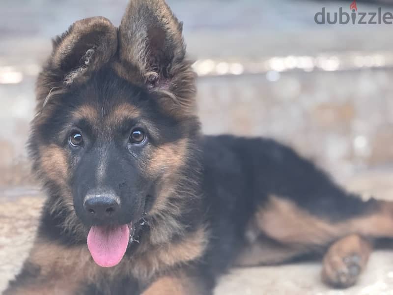 German shepard puppy 3