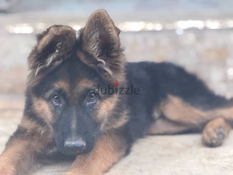 German shepard puppy 4