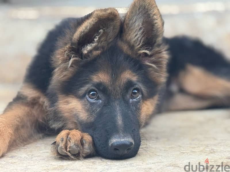 German shepard puppy 5